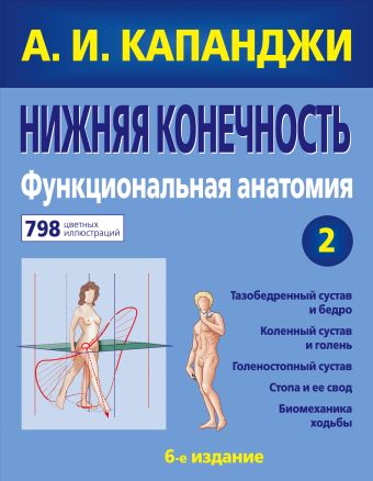Капанджи Адальберт Ибрагим Нижняя конечность: Функциональная анатомия