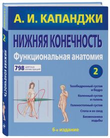 Нижняя конечность: Функциональная анатомия