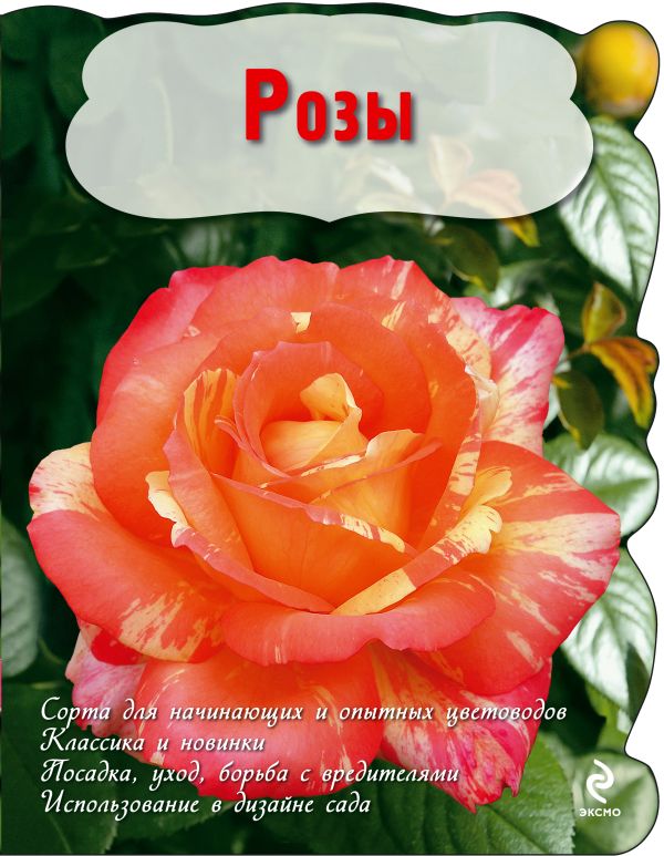

Розы