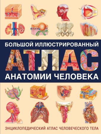 Большой иллюстрированный атлас анатомии человека Большой иллюстрированный атлас анатомии человека Карпенко Т.