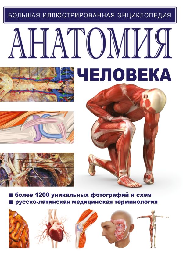Анатомия человека Анатомия человека