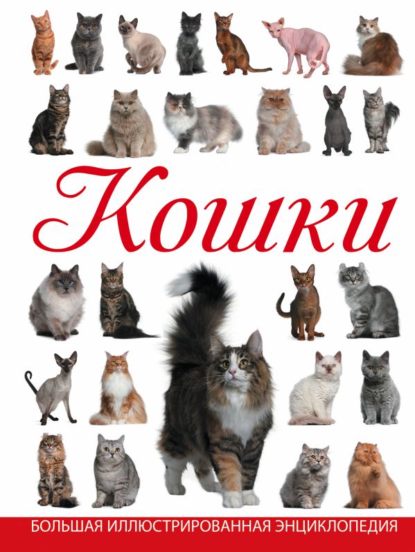 Кошки Кошки Смирнов Д.С.