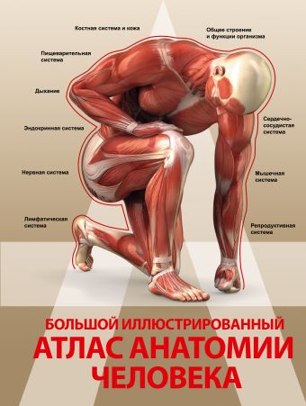 Большой иллюстрированный атлас анатомии человека Большой иллюстрированный атлас анатомии человека .