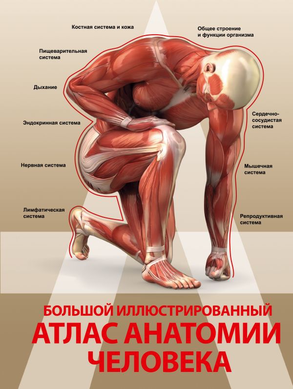 Большой иллюстрированный атлас анатомии человека Большой иллюстрированный атлас анатомии человека .