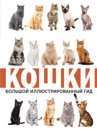 Кошки Кошки