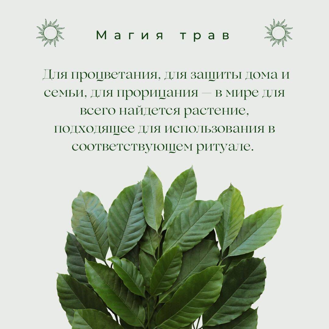 Магия трав. Древние практики исцеления травами (Вигингтон Патти). ISBN:  978-5-17-146379-3 ➠ купите эту книгу с доставкой в интернет-магазине  «Буквоед»