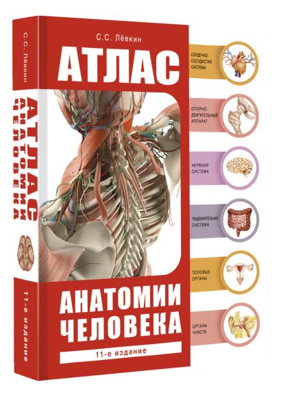 Атлас анатомии человека - фото 1