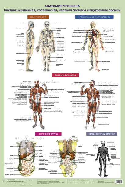 Анатомия человека. Костная, мышечная, кровеносная системы и внутренние органы (в тубусе) - фото 1