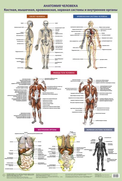 Анатомия человека. Костная, мышечная, кровеносная системы и внутренние органы - фото 1