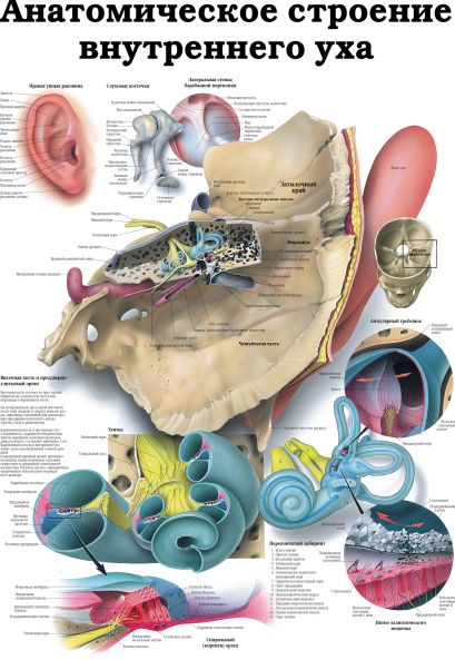 Анатомическое строение внутреннего уха. Преддверно-улитковый орган - орган слуха - фото 1