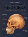Атлас анатомии человека Атлас анатомии человека Алкамо Э.