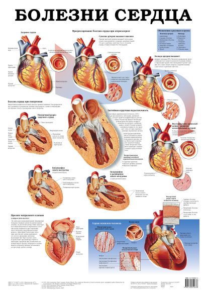 Болезни сердца. Болезни мочевых органов - фото 1