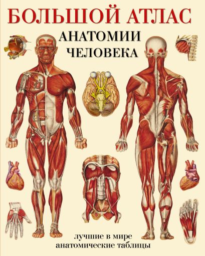 Большой атлас анатомии человека • Махиянова Е.Б., купить книгу по ...