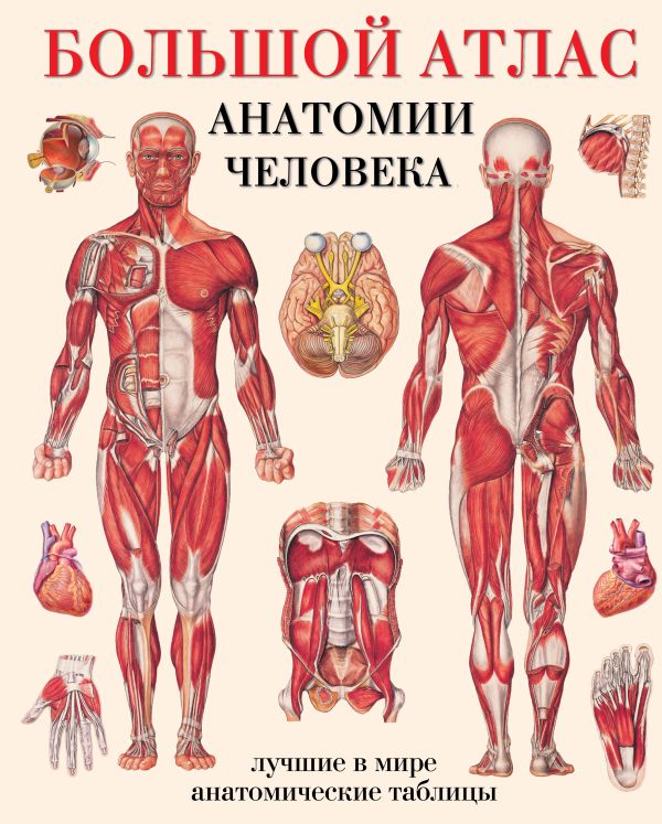 Zakazat.ru: Большой атлас анатомии человека. Махиянова Е.Б.