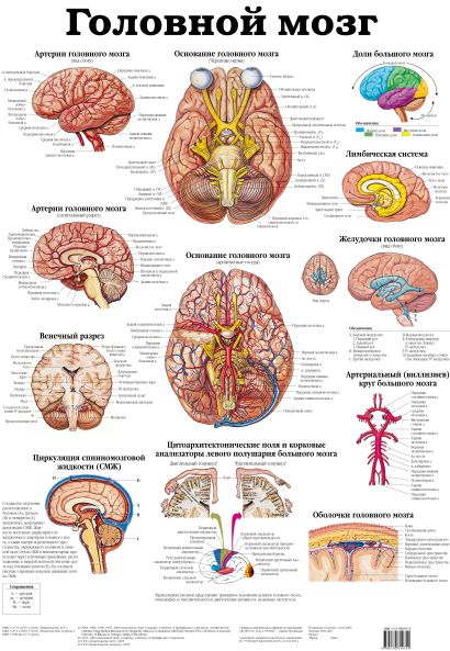 Головной мозг. Черепные и спинно-мозговые нервы - фото 1
