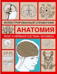 Мозг и нервная система человека Мозг и нервная система человека Борисова И.