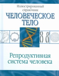 Репродуктивная система человека