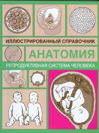 Репродуктивная система человека