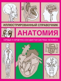 Сердце и сердечно-сосудистая система
