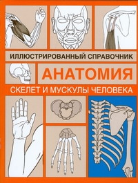 Скелет и мускулы человека Скелет и мускулы человека Венюкова В.Е.