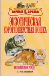 Экзотическая короткошерстная кошка Экзотическая короткошерстная кошка Чиликина Л.А.