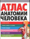 Атлас анатомии человека атлас анатомии человека подробное иллюстрированное руководство