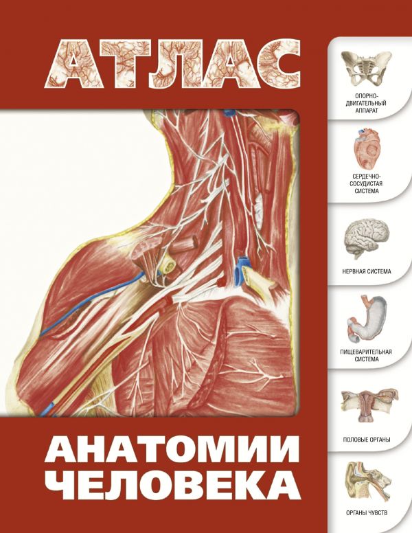 Zakazat.ru: Атлас анатомии человека. Лёвкин С.С.