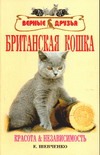 Британская кошка