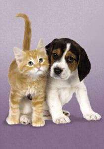 CLem.Пазл.  500эл.Классика.30379 Котёнок со щенком