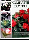Самые популярные комнатные растения Самые популярные комнатные растения