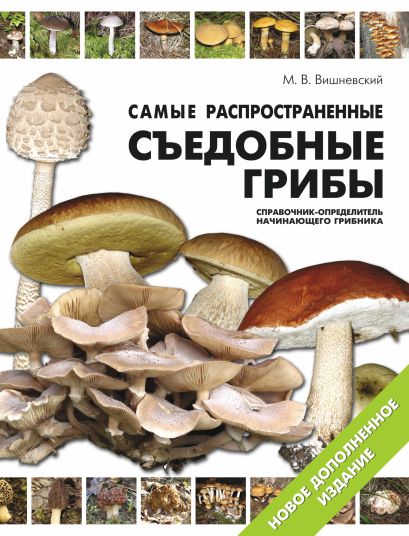Самые распространенные съедобные грибы: справочник-определитель начинающего грибника - фото 1