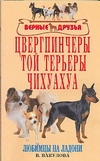 Цвергпинчеры. Той терьеры. Чихуахуа