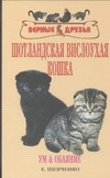 Шотландская вислоухая кошка