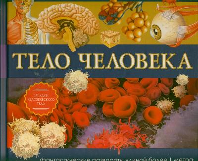 Панорамы. Тело человека Панорамы. Тело человека .