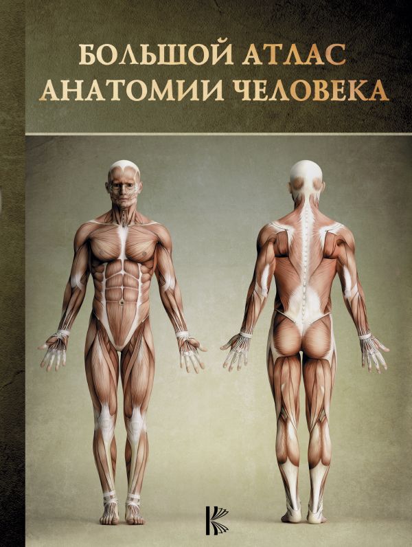 Zakazat.ru: Большой атлас анатомии человека. Перез Винсент