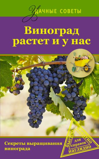 Виноград растет и у нас Виноград растет и у нас .