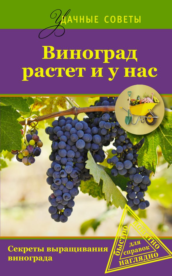 Виноград растет и у нас Виноград растет и у нас .