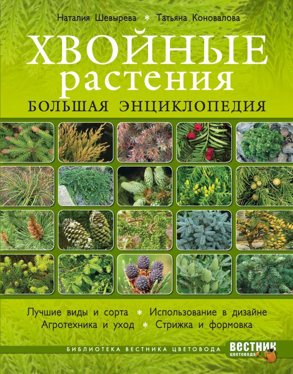 Хвойные растения. Большая энциклопедия Хвойные растения. Большая энциклопедия Шевырева Н., Коновалова Т.