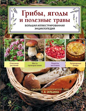 Ильина Татьяна Александровна Грибы, ягоды и полезные травы