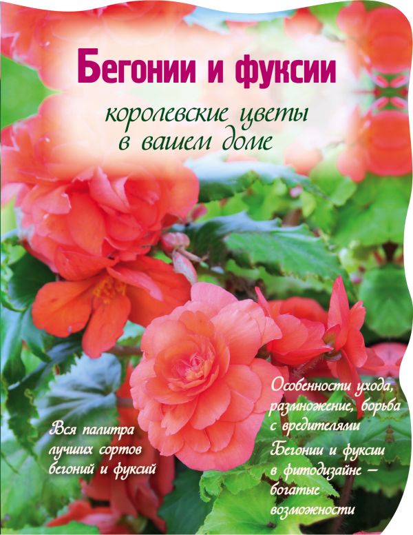 

Бегонии и фуксии. Королевские цветы в вашем доме