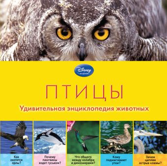 Птицы Птицы