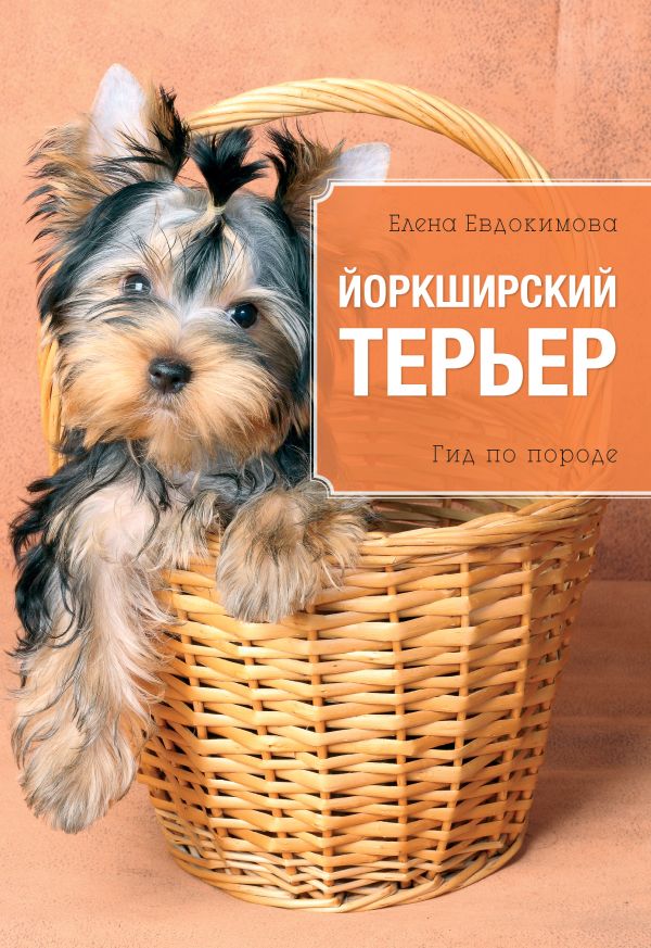 Йоркширский терьер Йоркширский терьер Евдокимова Е.С.