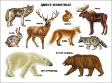 Дикие животные