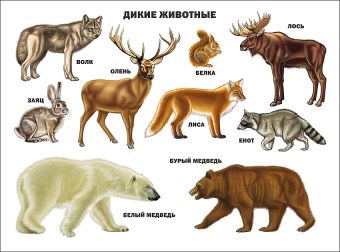 Дикие животные Дикие животные