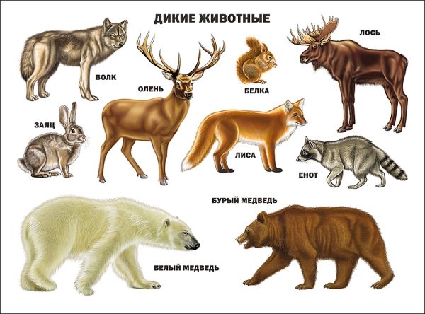 Дикие животные Дикие животные