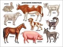Домашние животные
