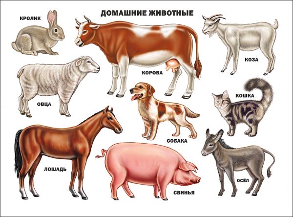 Домашние животные Домашние животные