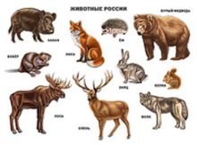 Животные россии