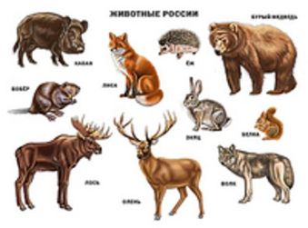 

Животные россии