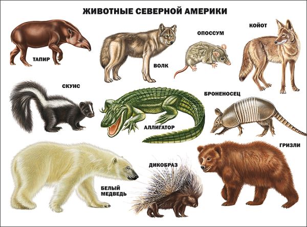 

Животные северной америки
